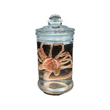 Alien Facehugger In Vitro 12 Cm Com Vidro Aliens Experience