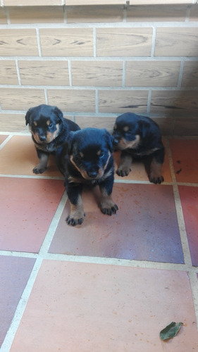 Hermosos Cachorros De Rottweiler 