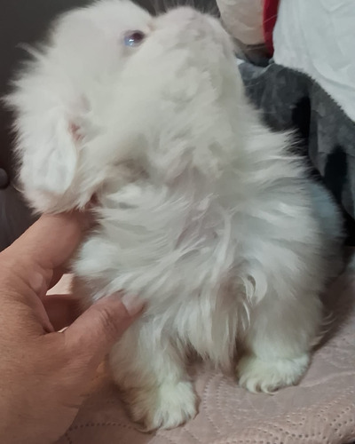 Pekines Albino Macho Super Mini Último Leer Descripción 