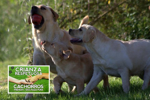 Cachorros Labrador Retriever Con Libreta Y Vacunas, 100% Pur