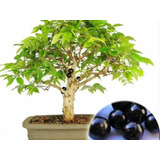 Bonsai Jabuticabeira Fotos Reais Fertilizada C/ Vaso