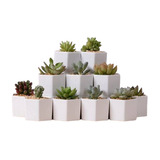 30 Macetitas Octagonal Para Cactus Y Suculentas (blanco)