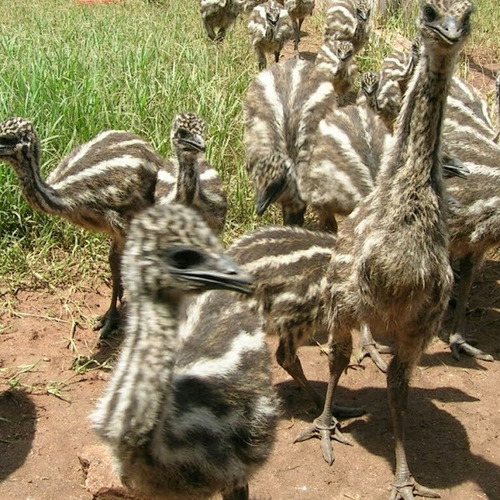 Filhotes Emu Australiano ( 2 Und )