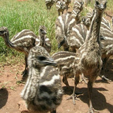 Filhotes Emu Australiano ( 4 Und )