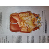 Enciclopedia Impresa Anatomia De Grey