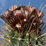 Semillas Cactus Ancistrocactus Uncinatus Flores Negras Rara