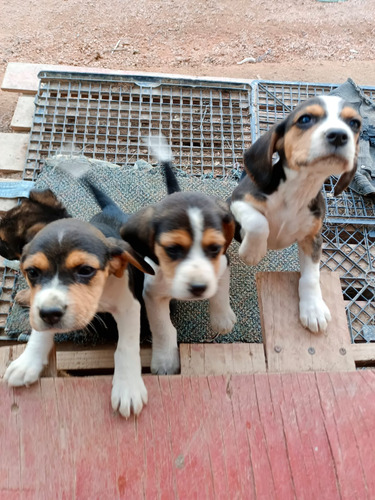 Hermosos  Cachorros  Beagle