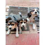 Hermosos  Cachorros  Beagle