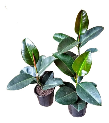 Gomero - Ficus Elástica - Planta Interior - Maceta 3 Litros