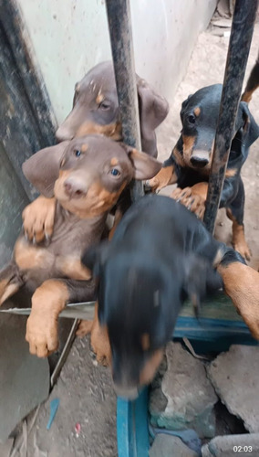 Lindos Perritos Doberman