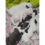 Bullterrier Cachorros Con Fca Kame House