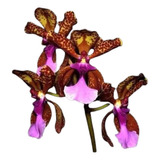 Orquídea Oncidium Lanceanum - Muda Jovem - Planta Linda