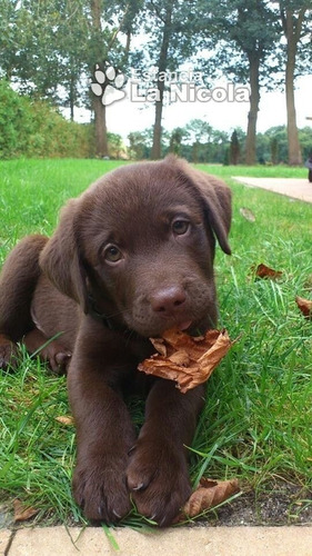 Cachorros Labrador Retriever 8