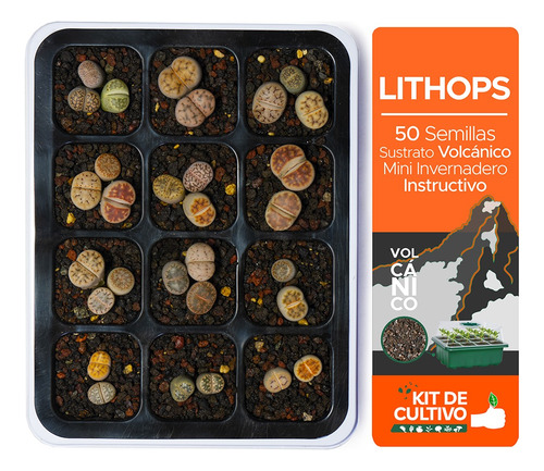 50 Semillas Lithops + Sustrato Volcánico + Mini Invernadero
