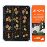 50 Semillas Lithops + Sustrato Volcánico + Mini Invernadero