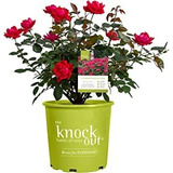 Knockout 18302 Star Series Rose G3, 3 Galones, Doble Rojo