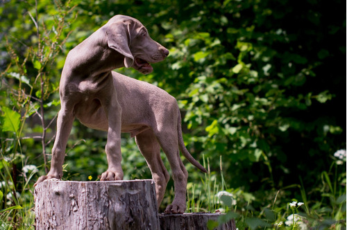 Pomposoweimaraner Calidad Línea Campeones