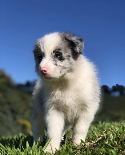 Cachorros Border Collie Macho Merle Disponibles Envíos