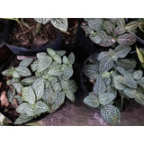 Fittonia Albivenis / Fitonia