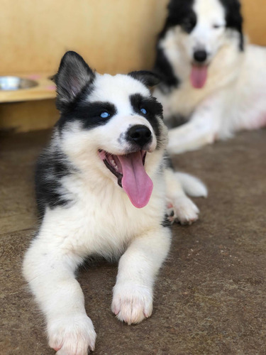 Filhotes De Husky Siberiano