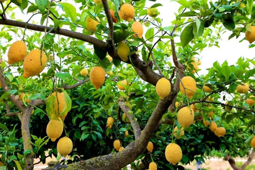 1 Arbolito De Limon Eureka Americano Para El Te Helado Raro