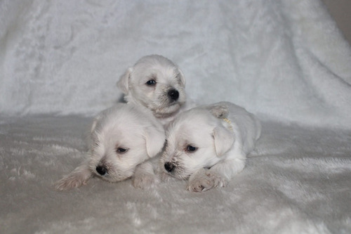 Lindos Schnauzer Miniatura Blanco Inscritos Kennel Club