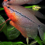 Gourami Perla