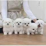 Bichon Frise 