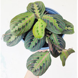 Planta Maranta Leuconeura