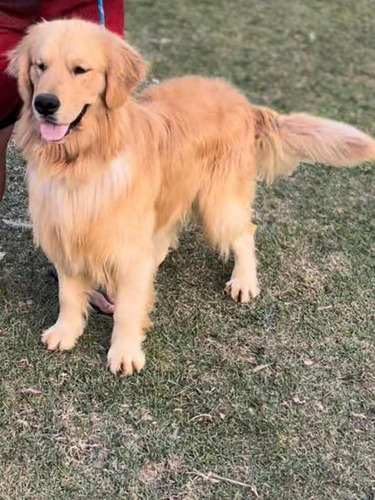 Golden Retriever Macho Sp