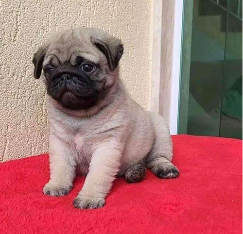 Cachorros Pug Chatos