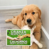 Cachorros Golden Puros 100% + Envio Gratis Zona Caba.