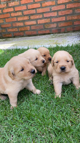 Filhotes De Golden Retriever