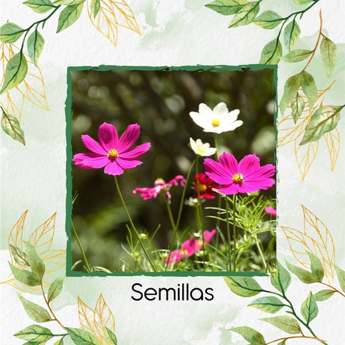 700 Semillas Flores Silvestres + Obsequio Germinación