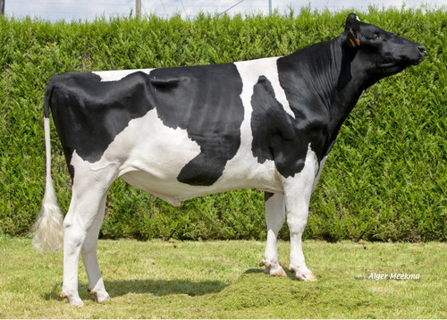 Semen Bovino Holstein - Gibsons