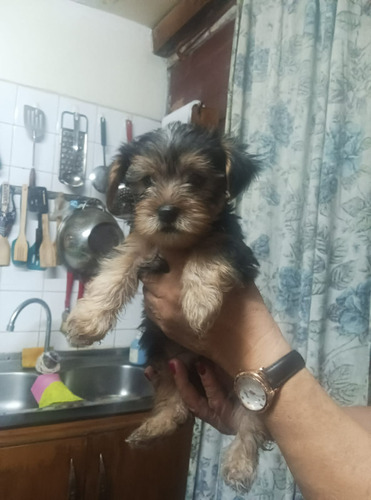  Yorkshire Terrier Cachorros Dosmeses 