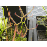 Drosera Binata Multifida Extrema Chico - Plantas Carnívoras