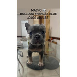 Bulldog Francés