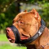 Focinheira Dogvix Solução Perfeita Para Seu Cachorro Pitbull