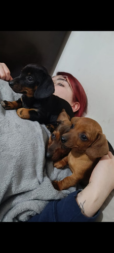 Perritos Salchichas Dachshund