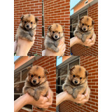 Cachorro Bebé Pomerania