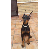 Cachorro Doberman Perrito Doverman Puppy Dobermen Cachorrito