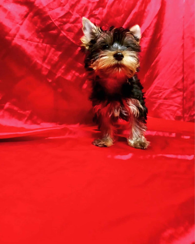 Yorkshire Terrier Macho Abundante Pelo