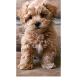 Maltipoo De Calidad