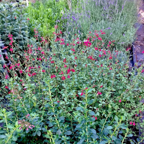 Salvia Microphylla / Arbusto Ornamental / Sólo Grandes