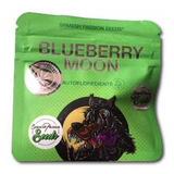 Blueberry Moon Auto X3 De Spanish Passion Seeds