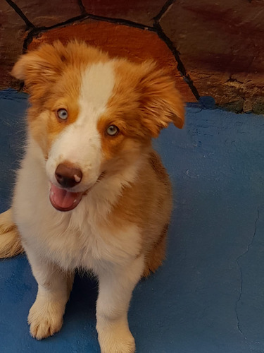 Filhote Border Collie Lindíssima Com Pedigree Disponível 