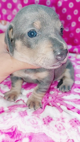 Cachorros Salchichas Dachshund Blue Solido  Con Papeles