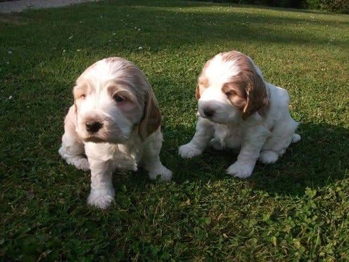 Cachorros Cocker Spaniel