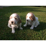 Cachorros Cocker Spaniel